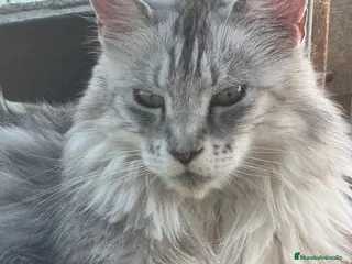 Maine Coon gatos Precioso cachorro Maine Coon - Anuncio 1