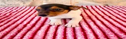 Jack Russell Terrier perros en venta: Jack Russell terrier  - Anuncio 17