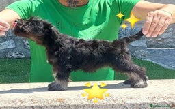 Schnauzer Miniatura perros en venta: schnauzer mini cachorros  - Imagen 1