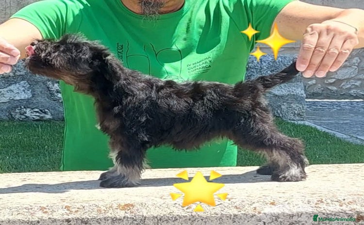 Schnauzer Miniatura perros - Anuncio 2