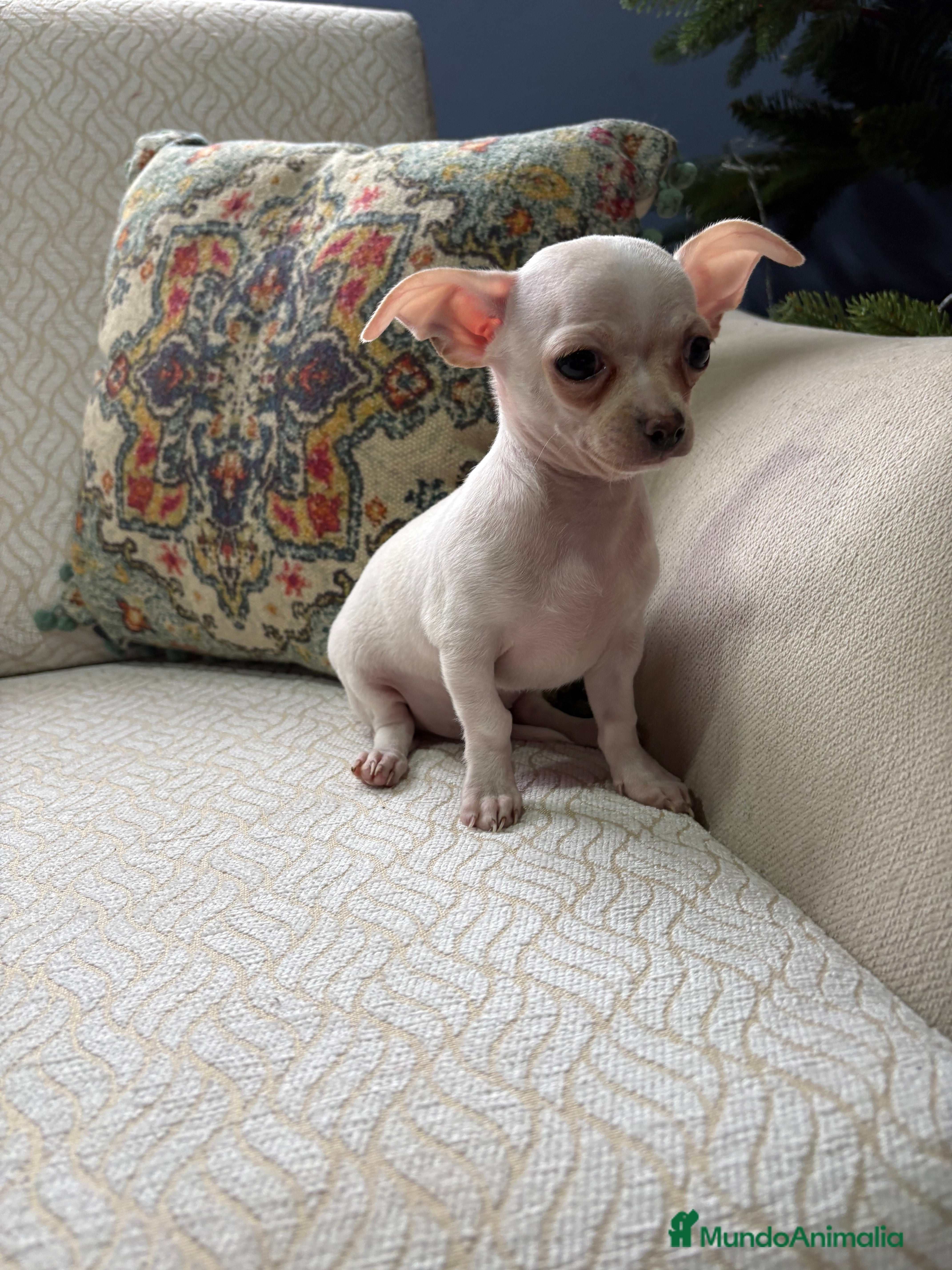 Chihuahua perros Chihuahua Toy macho blanco  - Anuncio 2