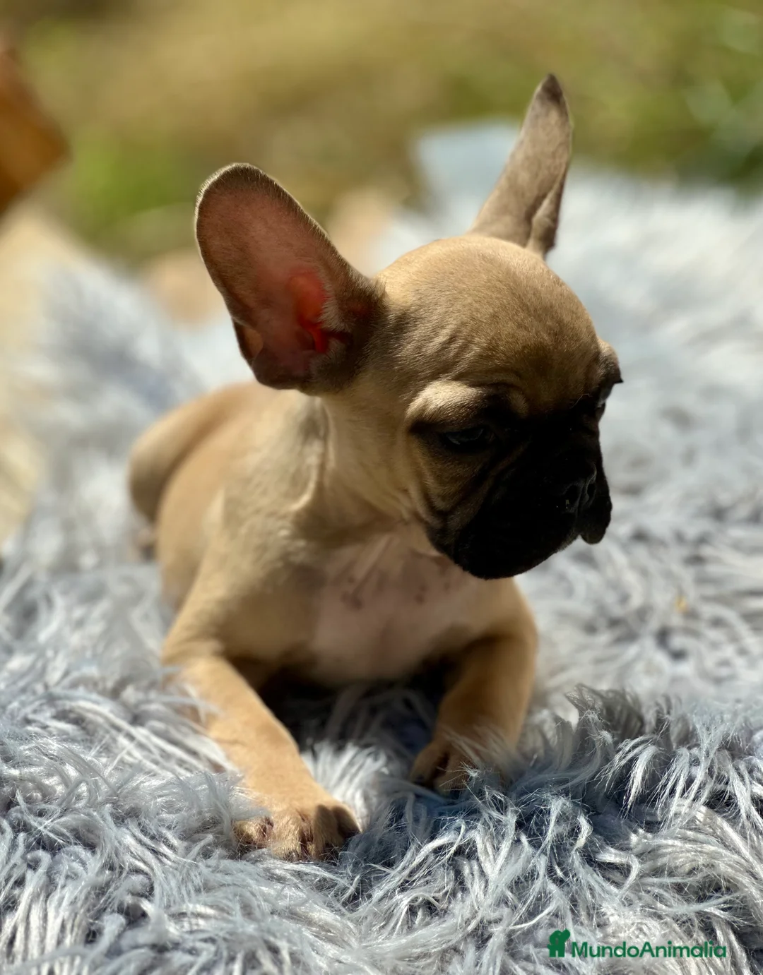 Bulldog Francés perros en venta: BULLDOG FRANCÉS FAWN DISPONIBLES - Anuncio 2