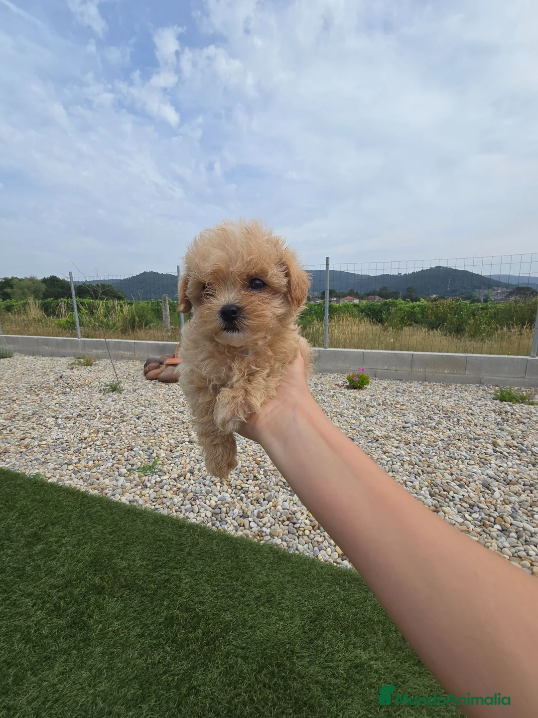 Maltipoo perros en venta: Maltipoo Toy Asiático:auténticos ositos de peluche - Anuncio 2