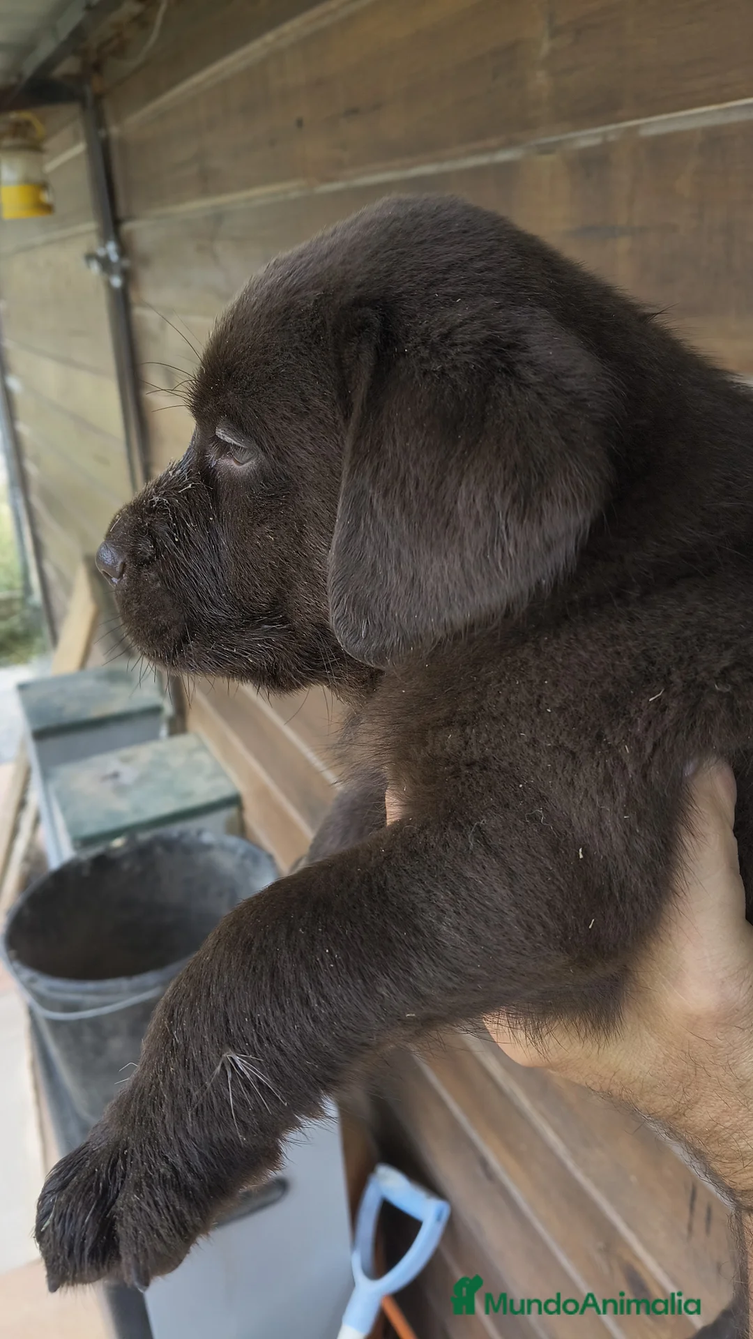 Labrador Retriever perros en venta: labrador chocolate  - Anuncio 2