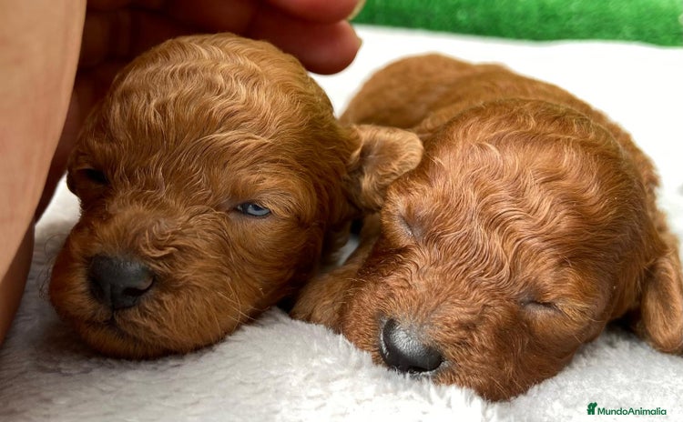 Caniche Toy perros - Anuncio 3