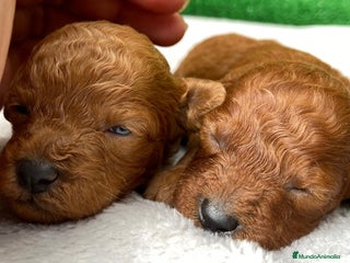 Caniche Toy perros - Anuncio 18