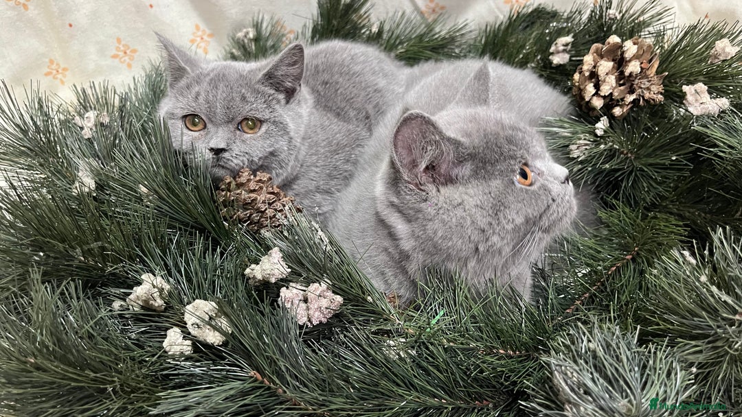 Británico de Pelo Corto gatos en venta: British Shorthair - camada disponible (4 meses) - Anuncio 6