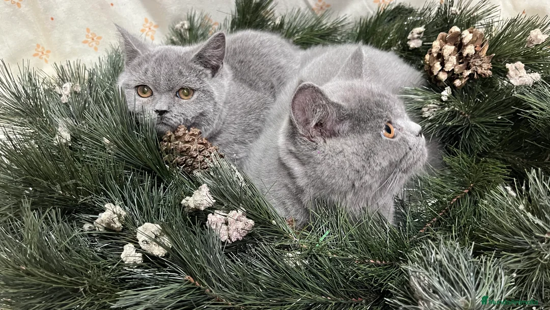 Británico de Pelo Corto gatos en venta: British Shorthair - camada disponible (4 meses) - Anuncio 6