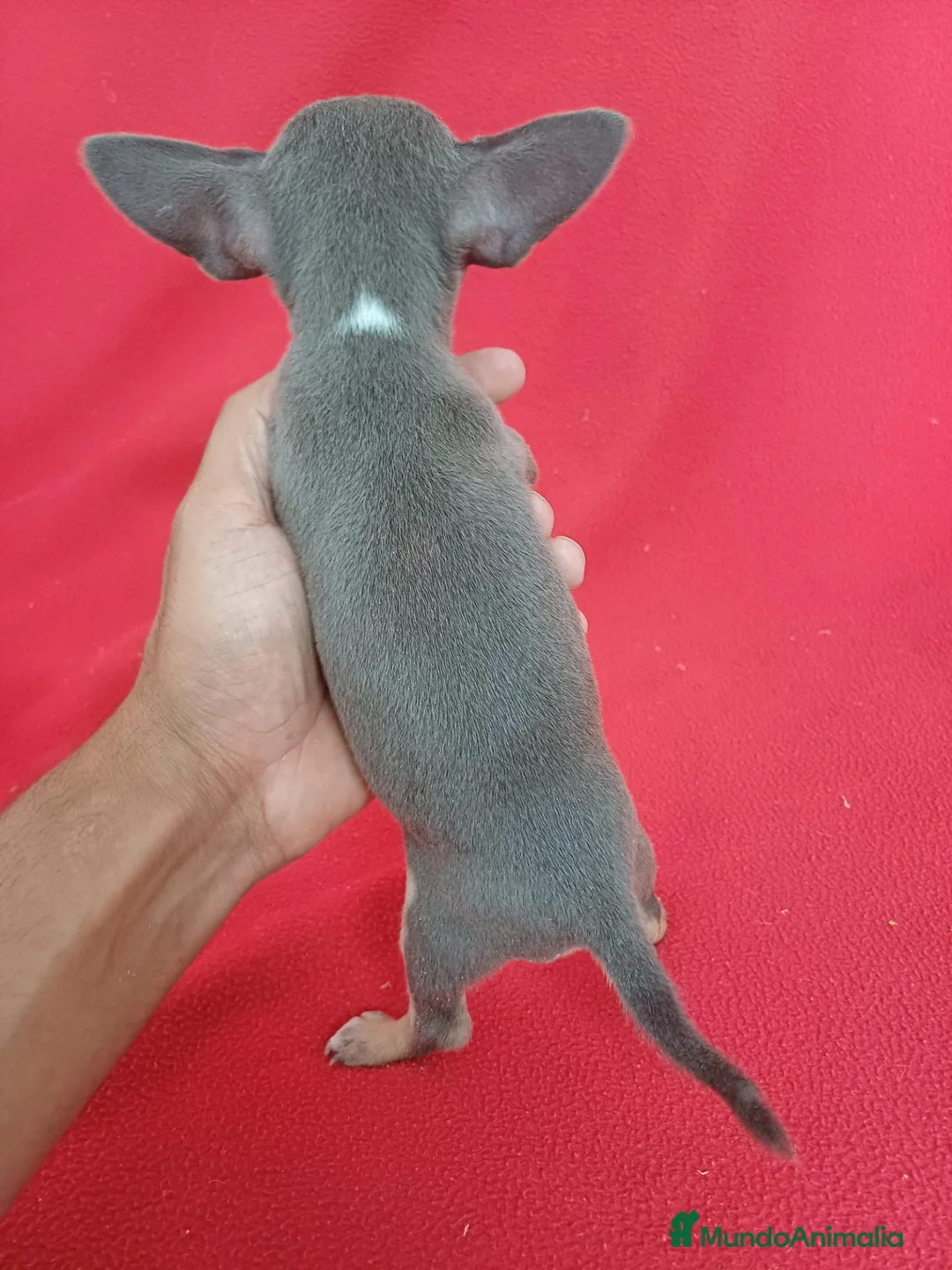 Chihuahua perros en venta: Chihuahua Mini Blue  - Anuncio 4