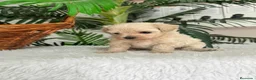 Maltipoo perros en venta: MALTIPOO COREANO - MACHO - Anuncio 15