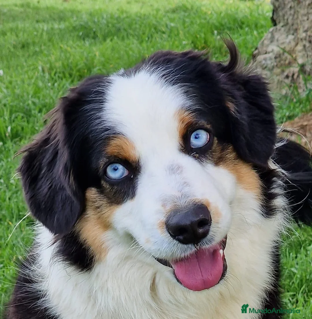 Imagen de galería {{count}}