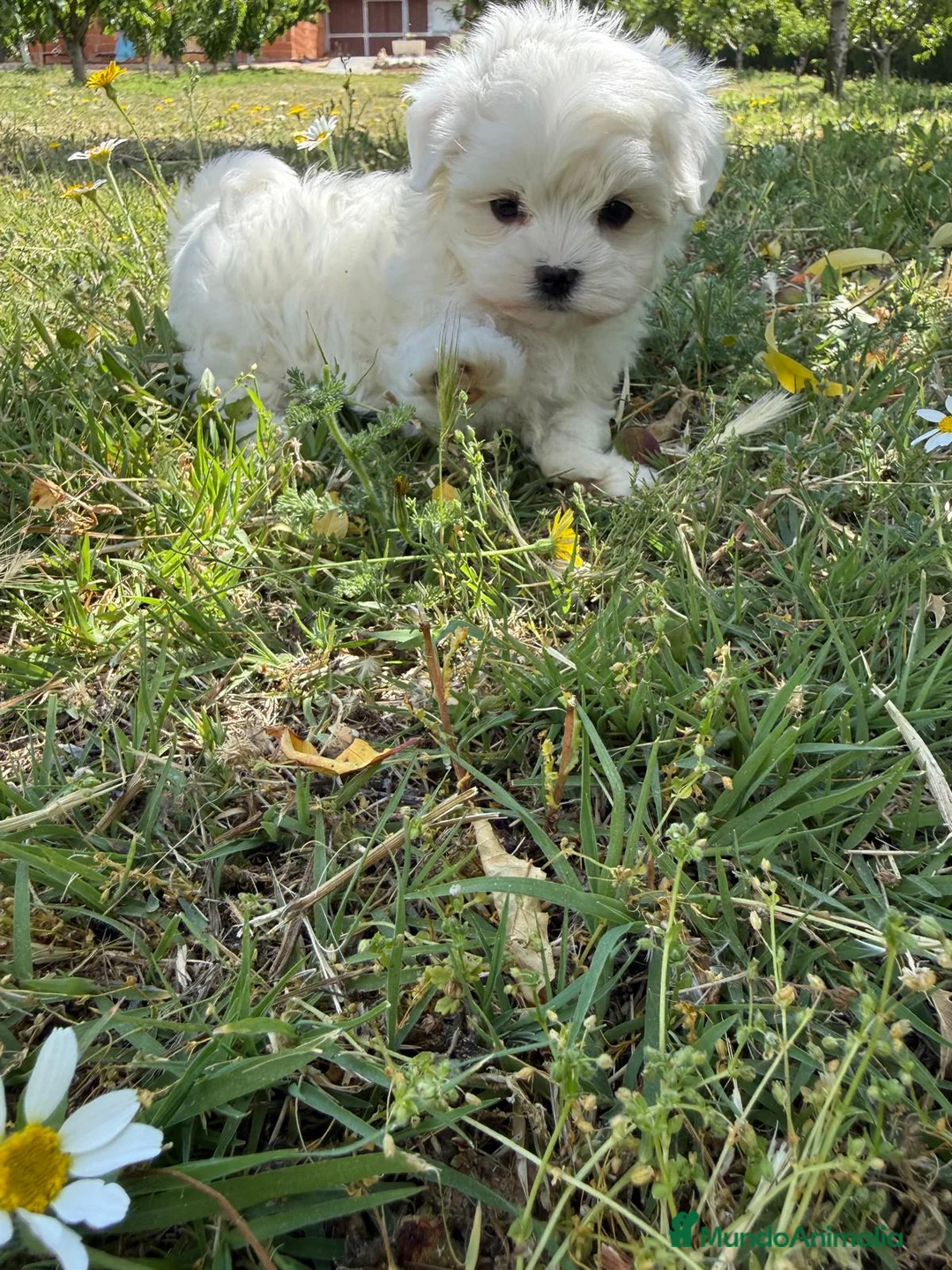 Bichón Maltés perros en venta: Bichon maltés disponible fotos actuales  - Anuncio 1