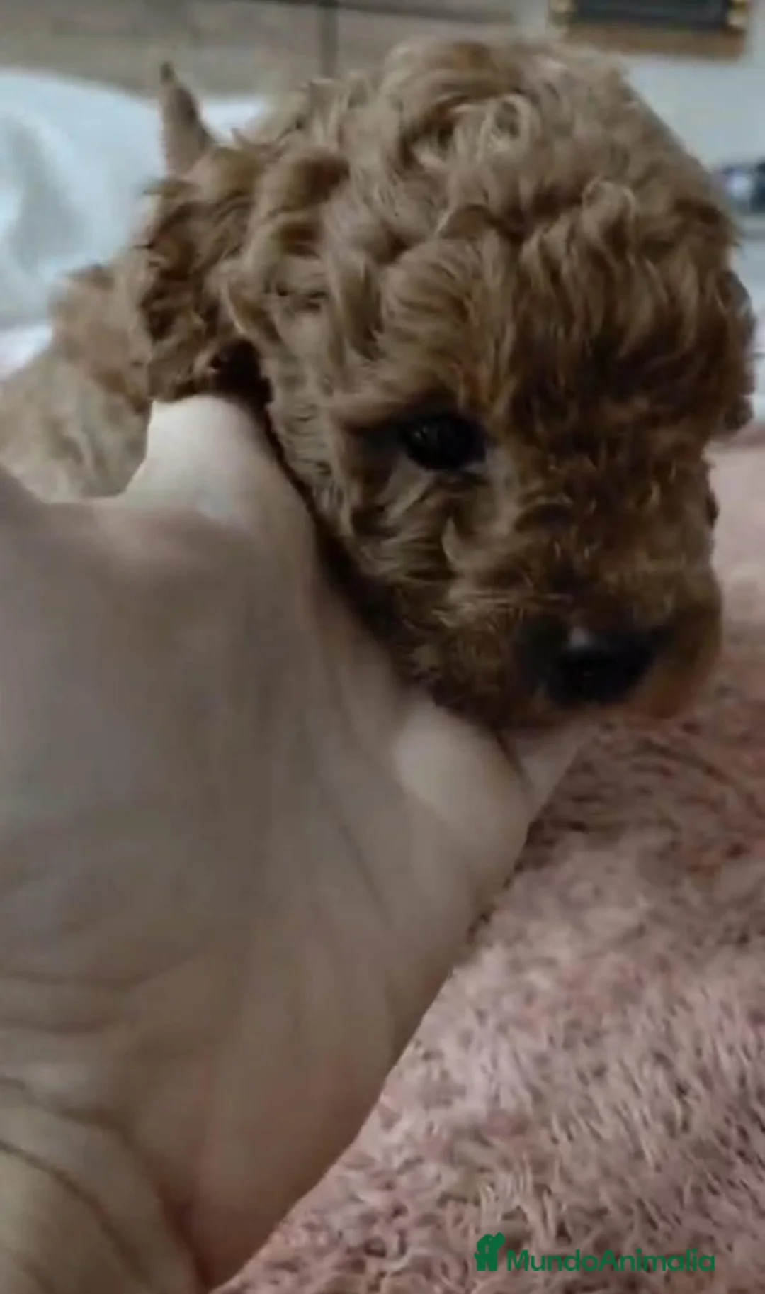 Caniche Toy perros en venta: Caniche toy  - Anuncio 3