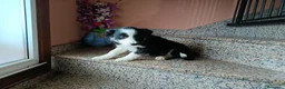 Border Collie perros en venta: Border collie hembra  - Anuncio 2