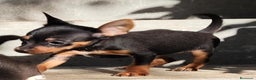 Pinscher Miniatura perros en venta: Mini pinscher machos  - Anuncio 1
