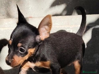 Pinscher Miniatura perros Mini pinscher machos - Anuncio 1