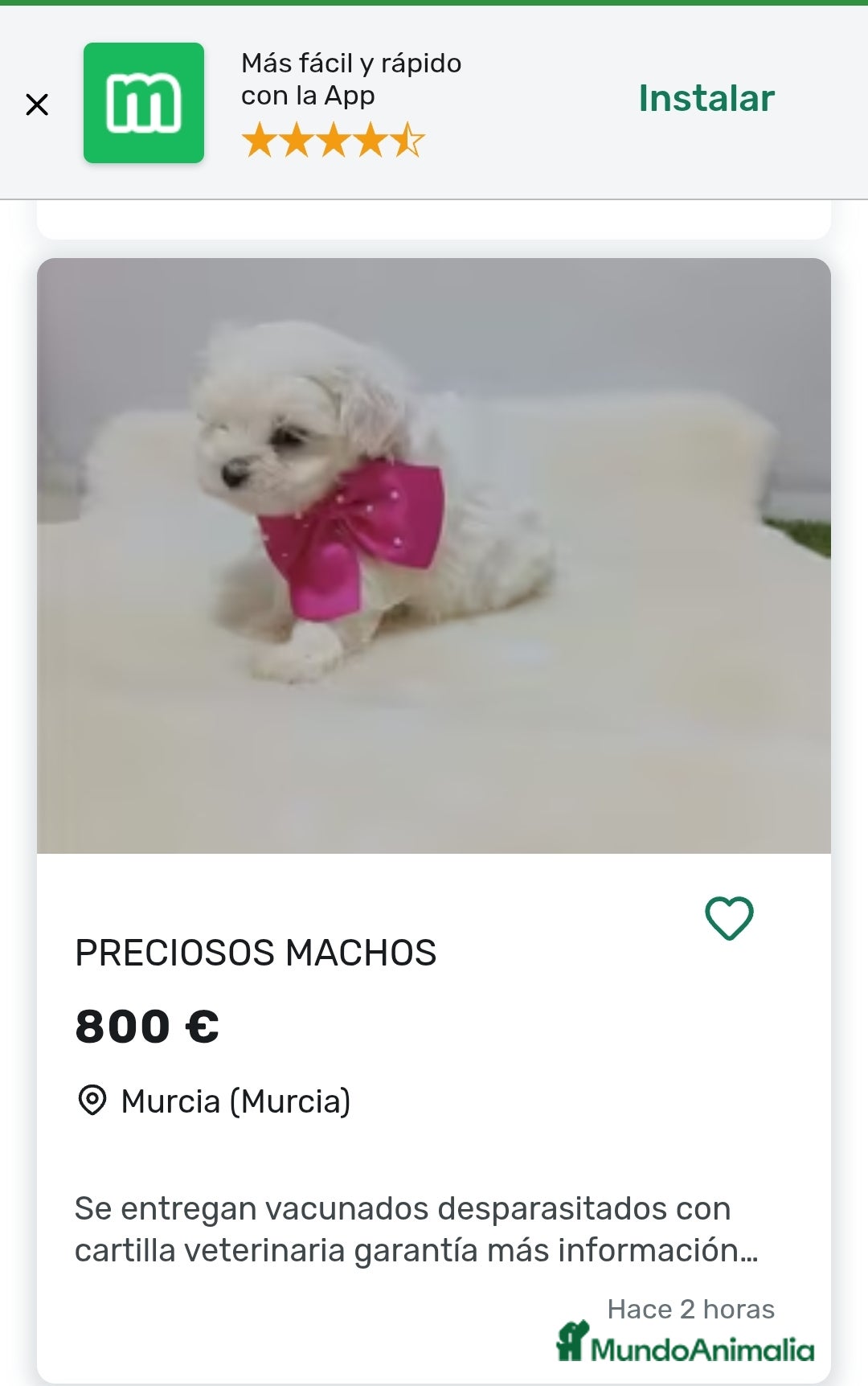 Bichón Maltés perros Bichón maltes coreano - Anuncio 2