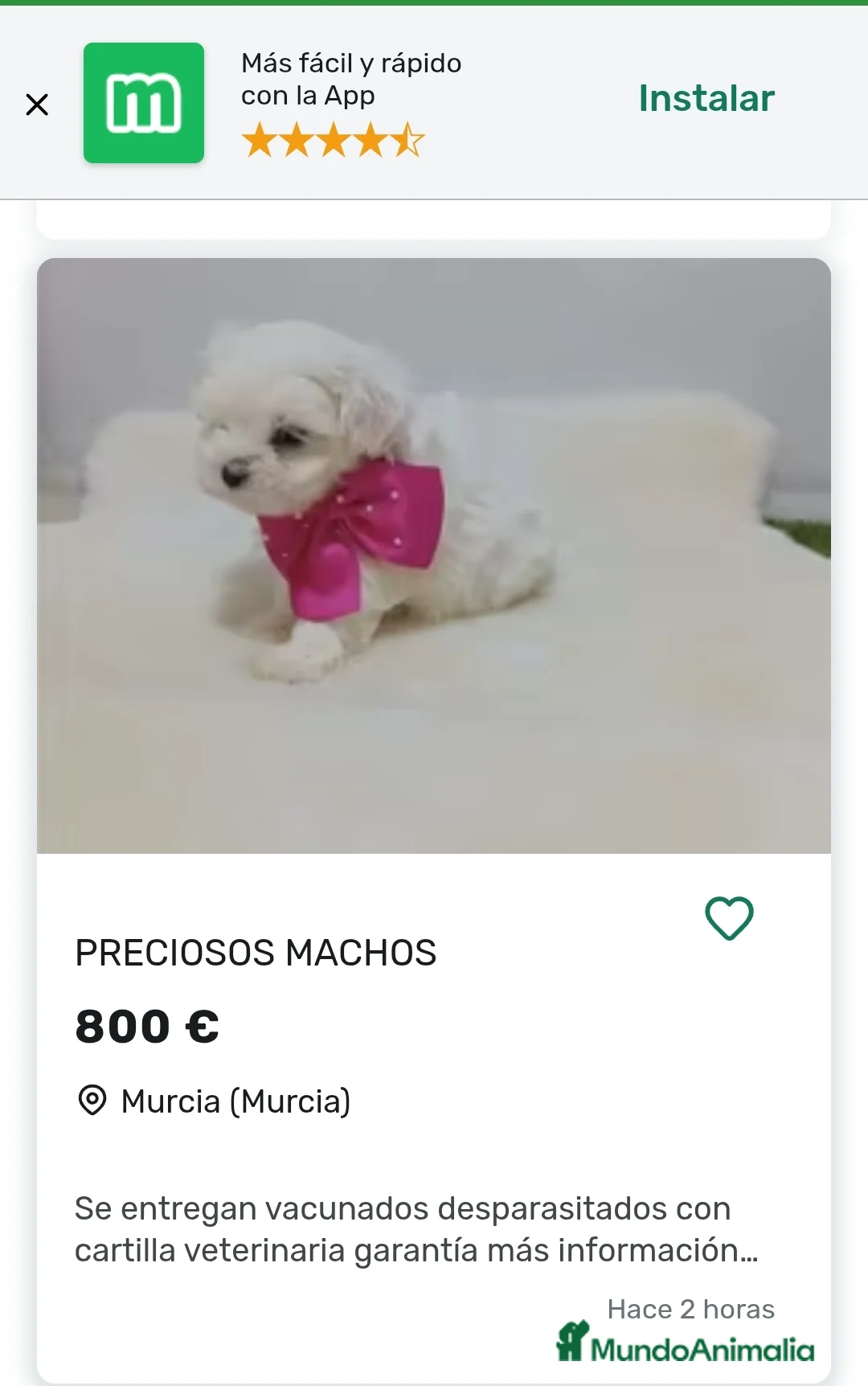 Bichón Maltés perros en venta: Bichón maltes coreano - Anuncio 2