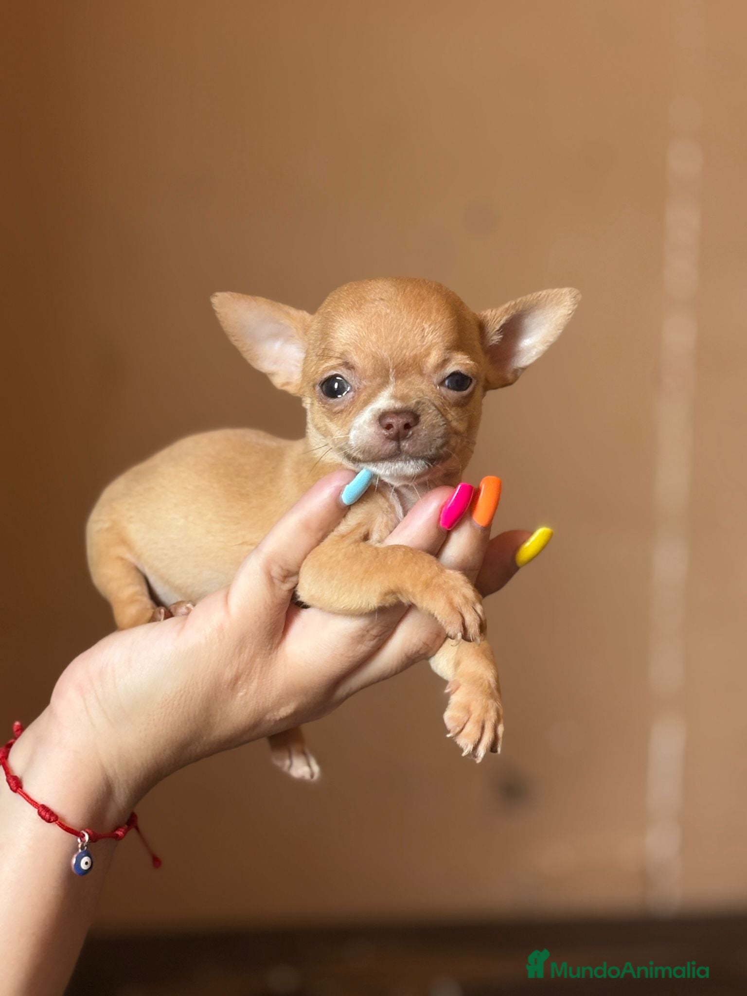 Chihuahua perros en venta: Chihuahua  mini toy  - Anuncio 8
