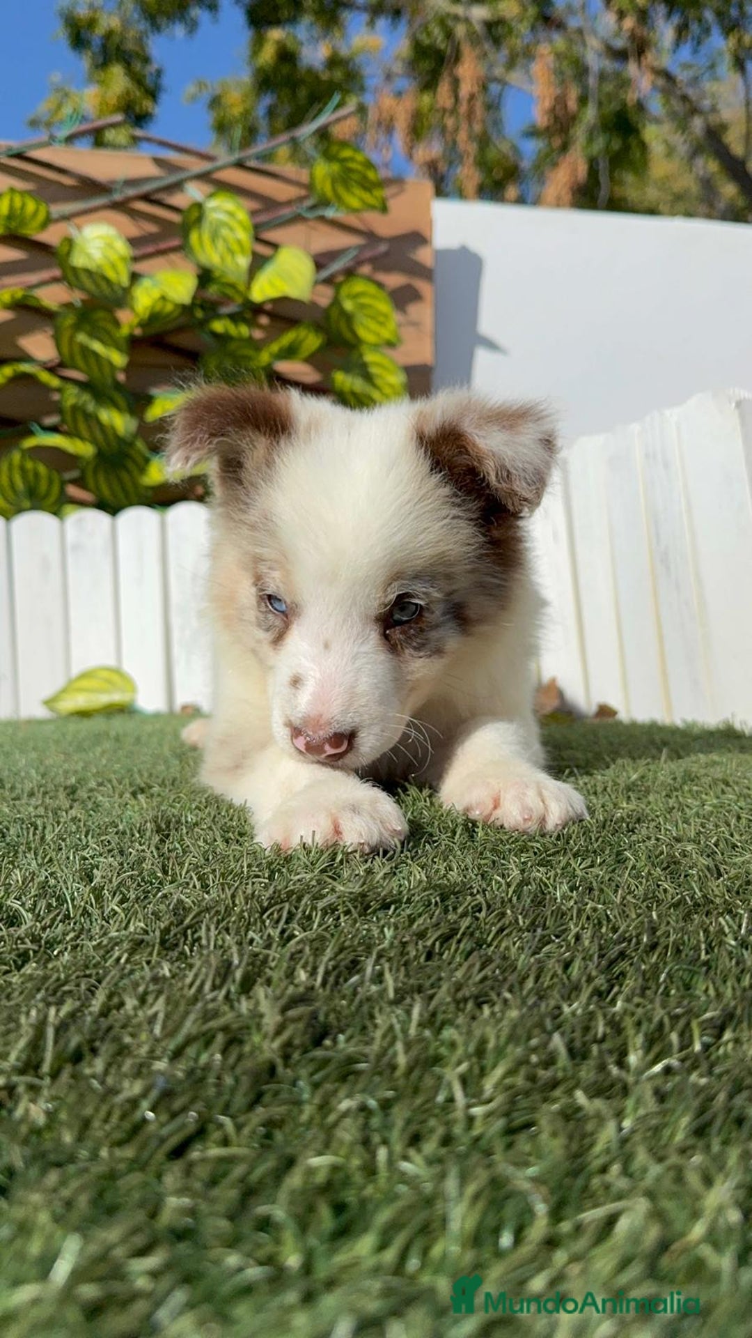 Border Collie perros en venta: BORDER COLLIE - Anuncio 2