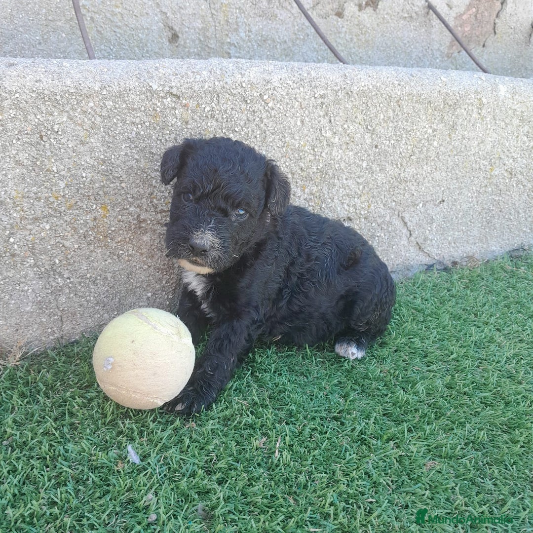 Perro de Agua Español perros en venta: PERROS DE AGUA - Imagen 5