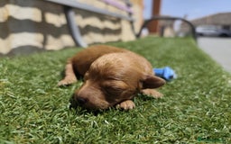 Caniche Toy perros en venta: Cachorritos Caniche Toy Rojo  - Imagen 8