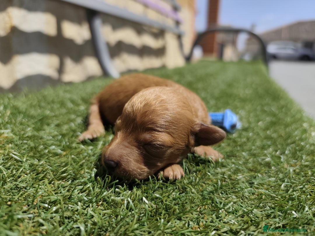 Caniche Toy perros en venta: Cachorritos Caniche Toy Rojo  - Imagen 8