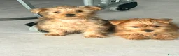 Yorkshire Terrier perros en venta: Yorkshire mini  - Anuncio 4