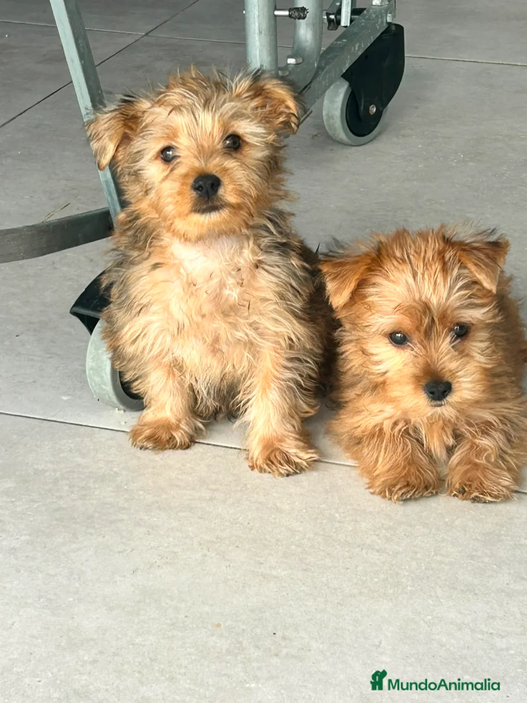 Yorkshire Terrier perros en venta: Yorkshire mini  - Anuncio 4