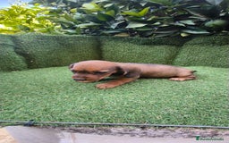 Teckel Miniatura perros en venta: teckel color jabali - Imagen 4