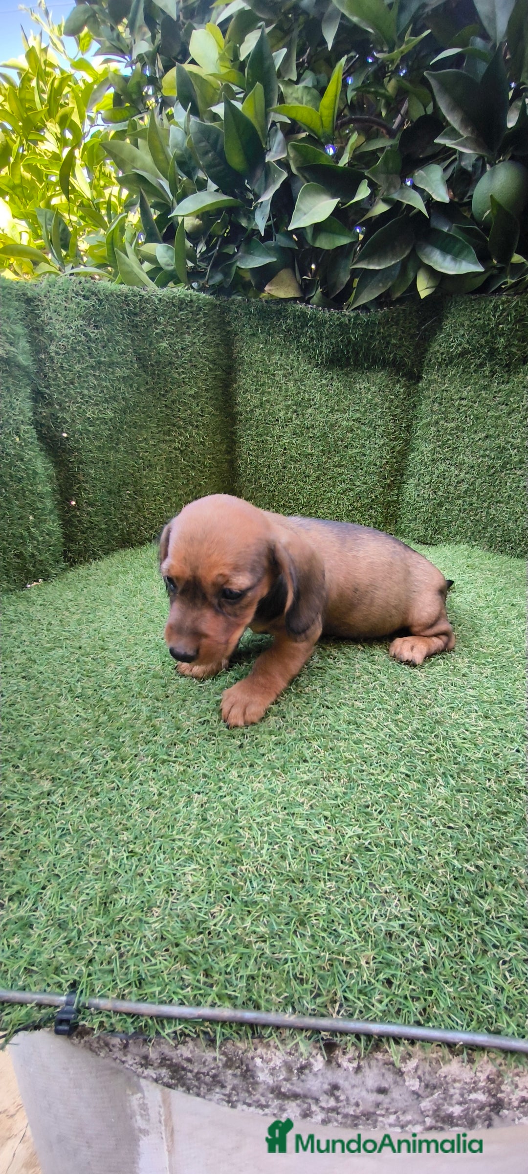 Teckel Miniatura perros en venta: teckel color jabali - Imagen 4