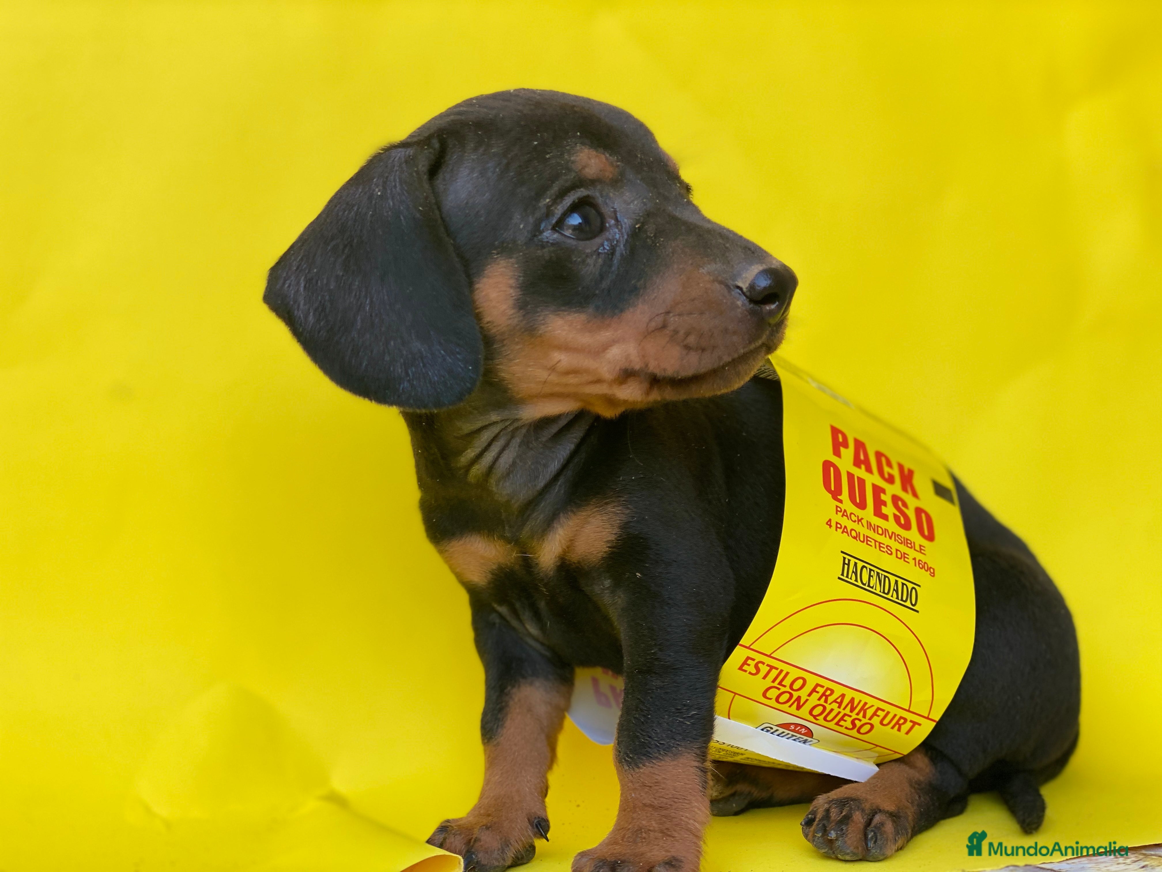 Teckel Miniatura perros Teckel cachorritos  en Ciudad Real - Anuncio 2