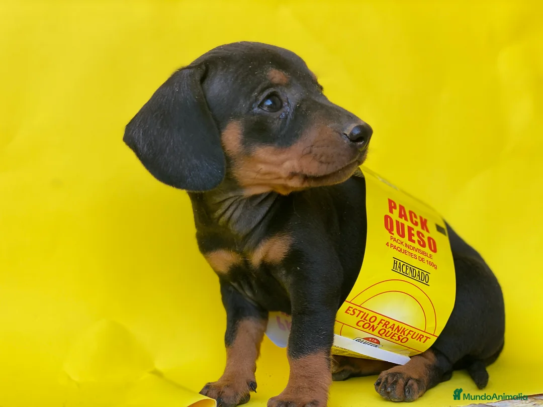 Teckel Miniatura perros en venta: Teckel cachorritos  en Ciudad Real - Anuncio 2