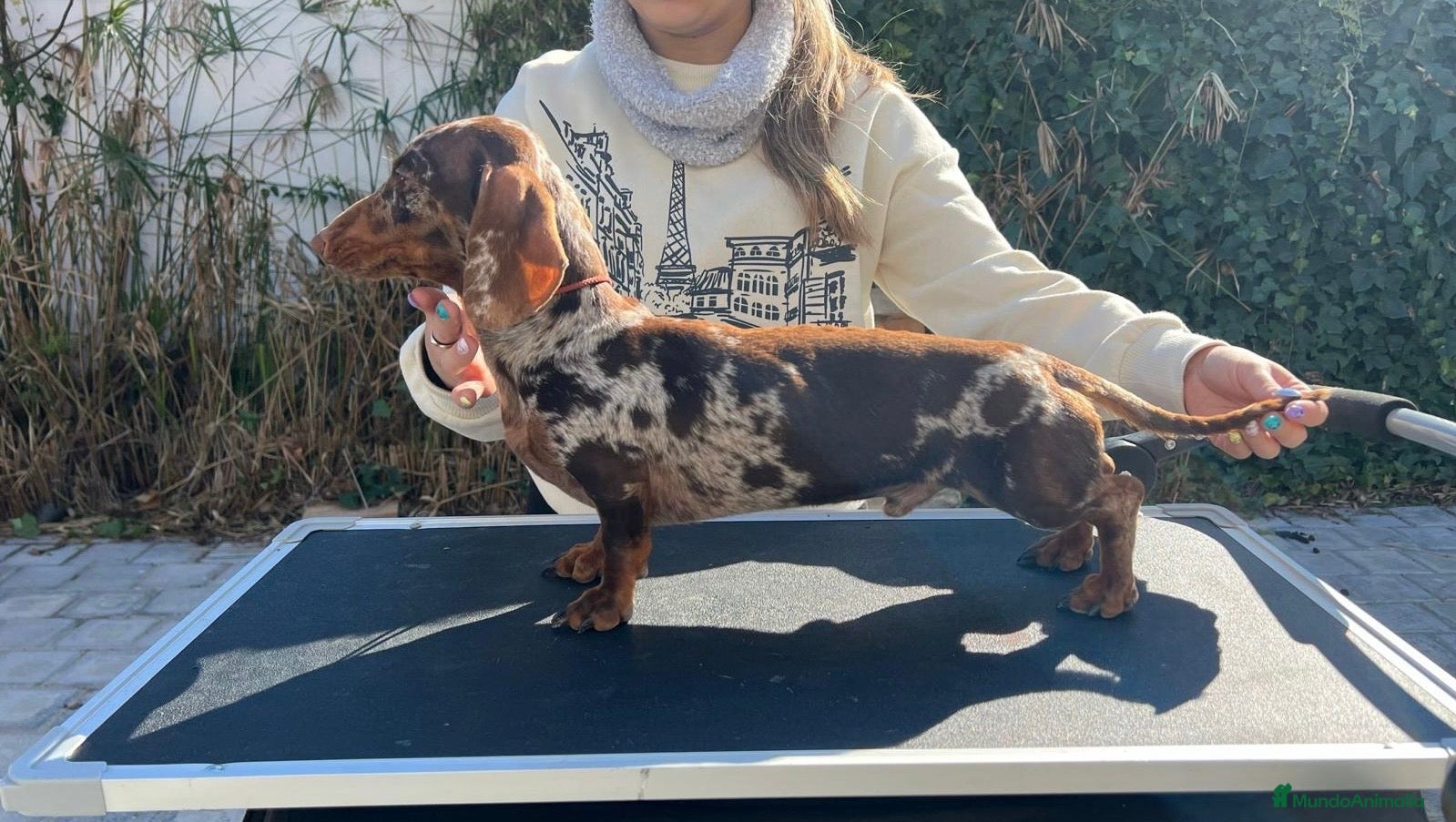 Teckel perros Teckel arlequín para montas - Anuncio 3