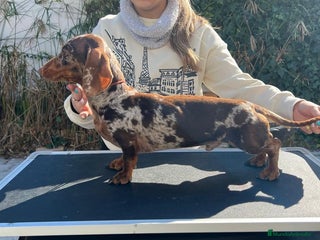 Teckel perros Teckel arlequín para montas - Anuncio 1