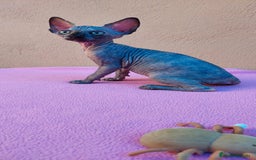 Sphynx gatos en venta: Preciosa hembrita tortuga  - Imagen 4