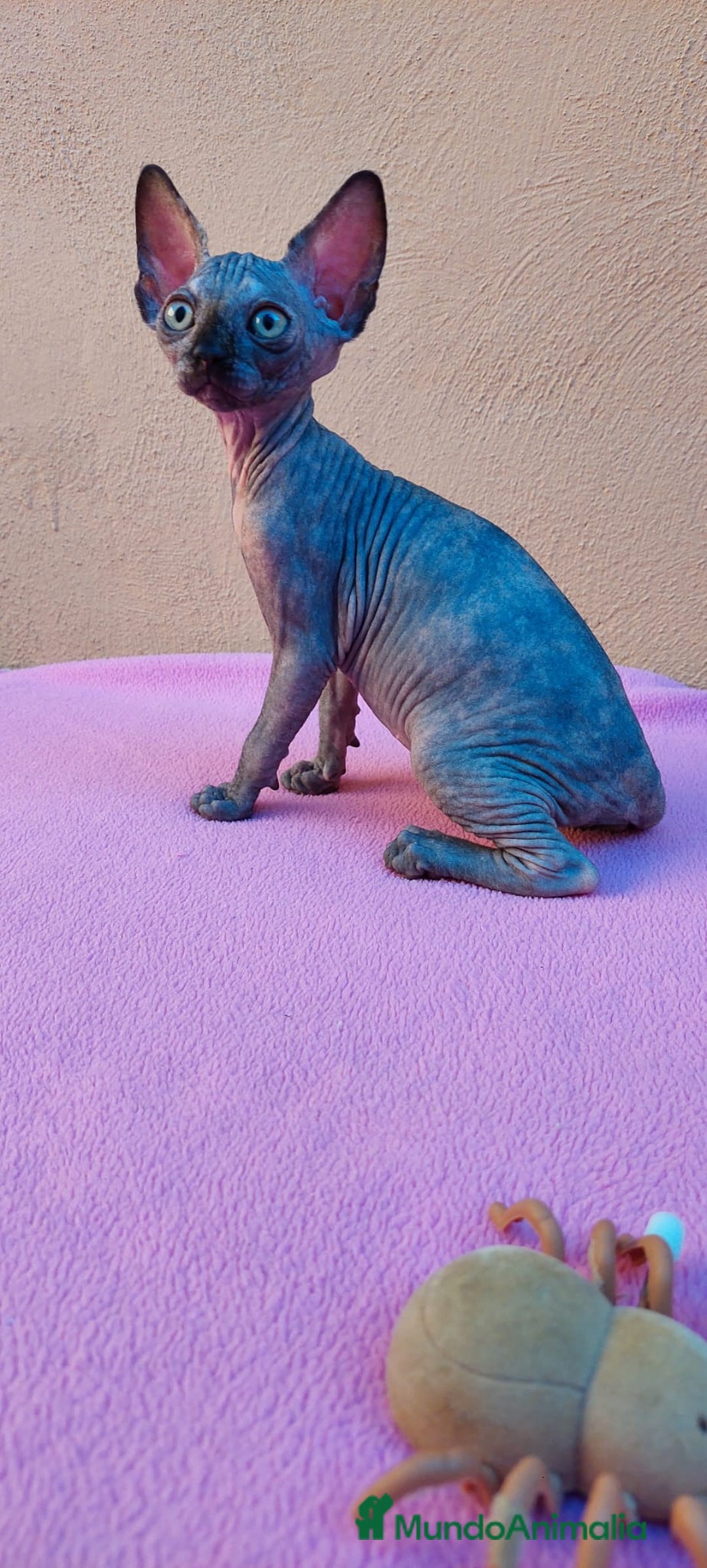 Sphynx gatos en venta: Preciosa hembrita tortuga  - Imagen 4