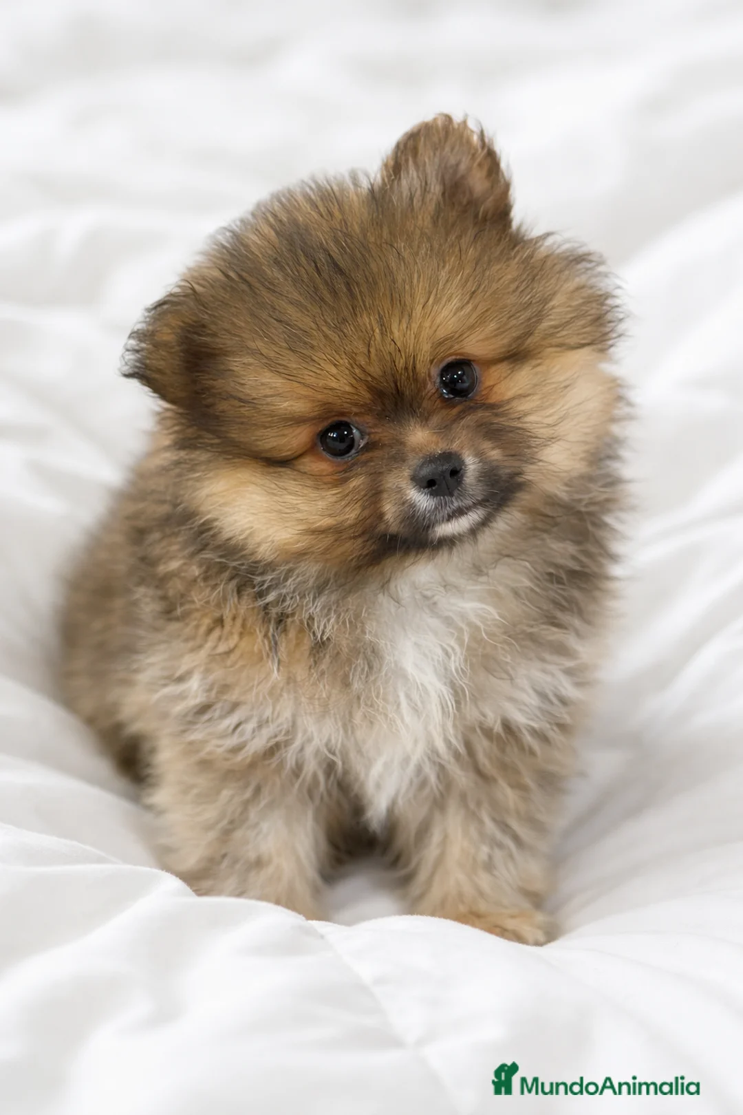 Pomerania perros en venta: Pomerania sable Toy  - Anuncio 1