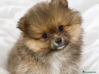 Pomerania perros Pomerania sable Toy - Anuncio 2
