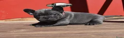 Bulldog Francés perros en venta: Cachorros de Bulldog Frances  - Anuncio 3