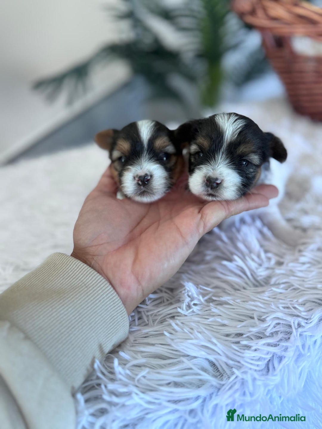 Yorkshire Terrier perros en venta: YORKSHIRE BIEWER - Anuncio 14