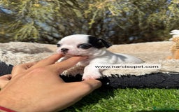 Chihuahua perros en venta: CHIHUAHUA - Imagen 4
