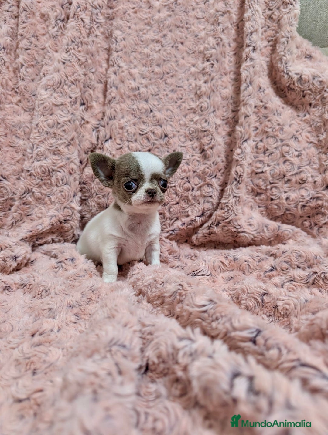 Chihuahua perros en venta: Chihuahua lilac bicolor  - Anuncio 1