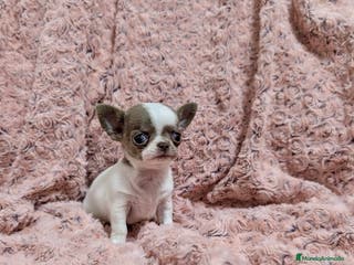 Chihuahua perros Chihuahua lilac bicolor - Anuncio 3