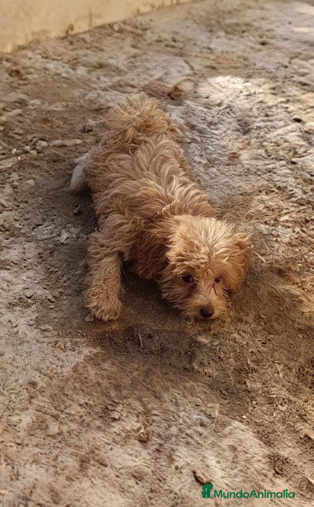 Caniche Toy perros en venta: CANICHE TOY HEMBRITA - Anuncio 1
