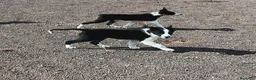 Border Collie perros en venta: Border Collie - Anuncio 2