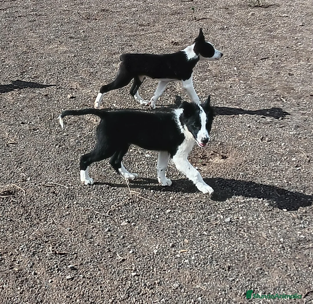Border Collie perros en venta: Border Collie - Anuncio 2
