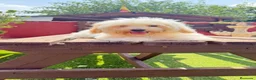 Bichón Maltés perros en venta: Cachorito de maltes de 3 meses - Anuncio 4