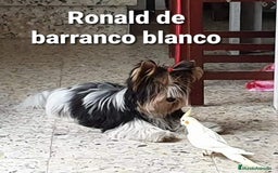 Biewer Yorkshire Terrier a la Pom Pon perros para monta: Biewer con pedigree - Imagen 2