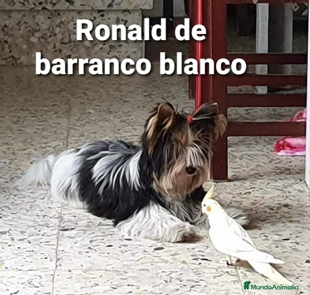 Biewer Yorkshire Terrier a la Pom Pon perros para monta: Biewer con pedigree - Imagen 2